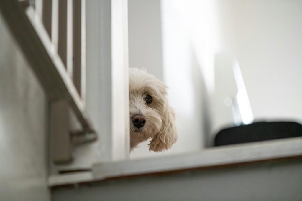 Cute white dog peeking behind a staircase indoors, creating curious atmosphere.